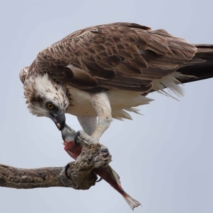 Pandion haliaetus at Cleveland, QLD - suppressed