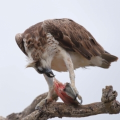 Pandion haliaetus at Cleveland, QLD - suppressed