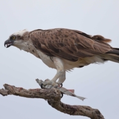 Pandion haliaetus at Cleveland, QLD - suppressed