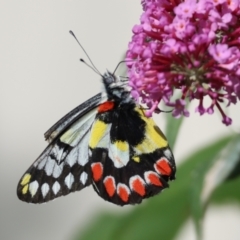 Delias aganippe (Spotted Jezebel) at Wodonga - 24 Dec 2023 by KylieWaldon