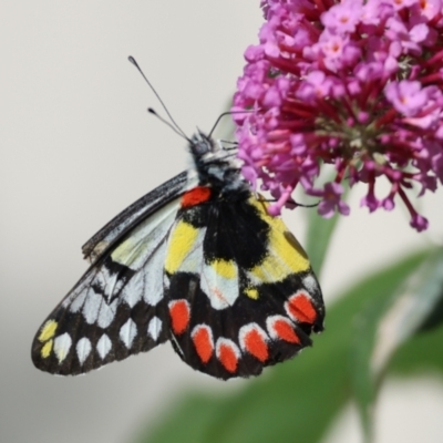 Delias aganippe (Spotted Jezebel) at Wodonga - 24 Dec 2023 by KylieWaldon