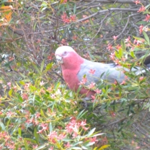 Eolophus roseicapilla at Jamberoo, NSW - 24 Dec 2023