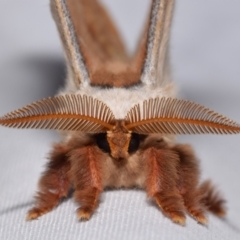 Opodiphthera eucalypti (Emperor Gum Moth) at Jerrabomberra, NSW - 24 Dec 2023 by DianneClarke