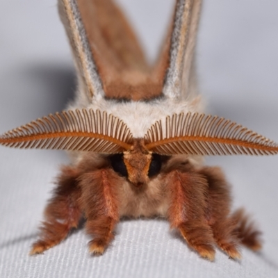 Opodiphthera eucalypti (Emperor Gum Moth) at Jerrabomberra, NSW - 24 Dec 2023 by DianneClarke