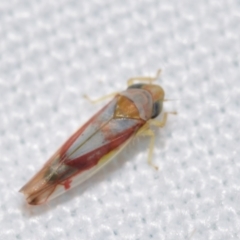 Katipo sp. (genus) (Leafhopper) at QPRC LGA - 24 Dec 2023 by DianneClarke