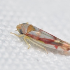 Katipo sp. (genus) at QPRC LGA - suppressed