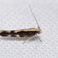 Labdia oxysema (A Curved-horn moth) at QPRC LGA - 24 Dec 2023 by DianneClarke