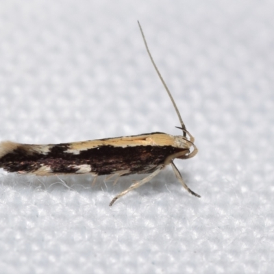 Labdia oxysema (A Curved-horn moth) at Jerrabomberra, NSW - 24 Dec 2023 by DianneClarke