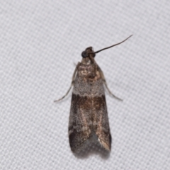 Phycitinae (subfamily) (A snout moth) at Jerrabomberra, NSW - 24 Dec 2023 by DianneClarke