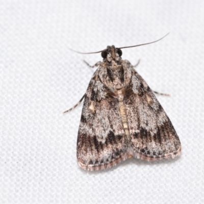 Spectrotrota fimbrialis (A Pyralid moth) at Jerrabomberra, NSW - 24 Dec 2023 by DianneClarke