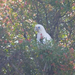 Cacatua sanguinea at Jamberoo, NSW - 25 Dec 2023