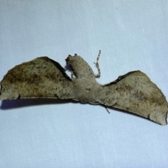 Circopetes obtusata (Grey Twisted Moth) at Jerrabomberra, NSW - 24 Dec 2023 by SteveBorkowskis