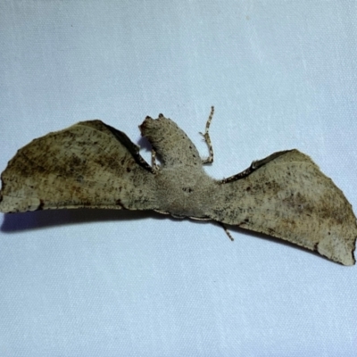 Circopetes obtusata (Grey Twisted Moth) at Jerrabomberra, NSW - 24 Dec 2023 by SteveBorkowskis