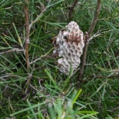 Polistes (Polistes) chinensis at Hackett, ACT - 25 Dec 2023