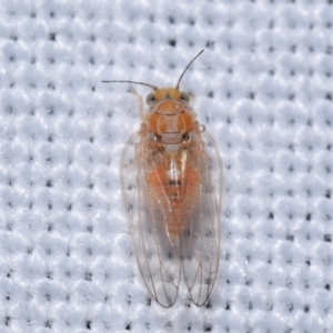 Psyllidae sp. (family) at QPRC LGA - 23 Dec 2023