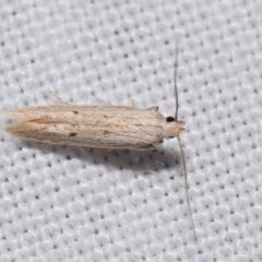 Unidentified Curved-horn moth (all Gelechioidea except Oecophoridae) at QPRC LGA - 24 Dec 2023 by DianneClarke