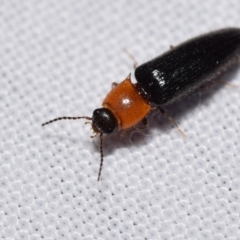 Elateridae sp. (family) (Unidentified click beetle) at Jerrabomberra, NSW - 22 Dec 2023 by DianneClarke