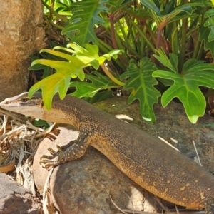 Varanus gouldii at Evans Head, NSW - 25 Dec 2023 10:57 AM