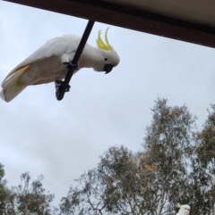 Cacatua galerita (Sulphur-crested Cockatoo) at QPRC LGA - 24 Dec 2023 by LyndalT