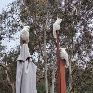 Cacatua galerita at QPRC LGA - 25 Dec 2023