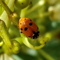 Hippodamia variegata (Spotted Amber Ladybird) at Wingecarribee Local Government Area - 8 Dec 2023 by GlossyGal