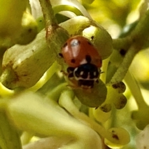 Hippodamia variegata at Wingecarribee Local Government Area - 8 Dec 2023