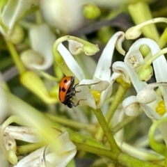 Hippodamia variegata at Wingecarribee Local Government Area - suppressed