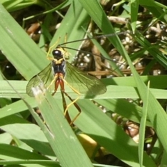 Trichomma sp. (genus) (Ichneumonid wasp) at Charleys Forest, NSW - 24 Dec 2023 by arjay