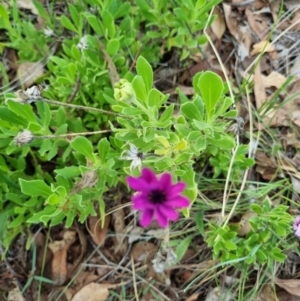 Dimorphotheca ecklonis at Lake Burley Griffin West - 23 Dec 2023