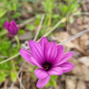 Dimorphotheca ecklonis at Lake Burley Griffin West - 23 Dec 2023