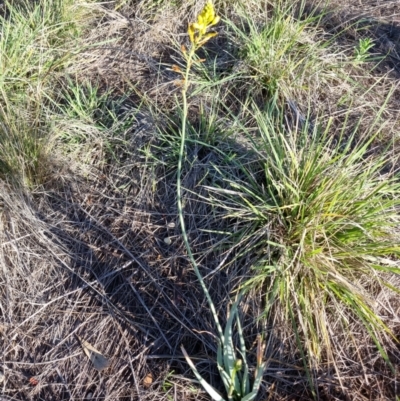 Bulbine bulbosa (Golden Lily) at Yarralumla, ACT - 21 Dec 2023 by jpittock