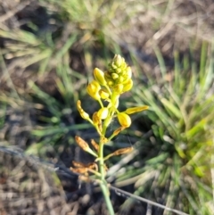 Bulbine bulbosa at Attunga Point - 22 Dec 2023 07:35 AM