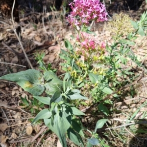 Centranthus ruber at Bruce Ridge - 17 Dec 2023