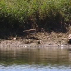 Gallinago hardwickii (Latham's Snipe) at Fyshwick, ACT - 22 Dec 2023 by RodDeb