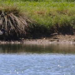 Gallinago hardwickii at Fyshwick Sewerage Treatment Plant - 22 Dec 2023