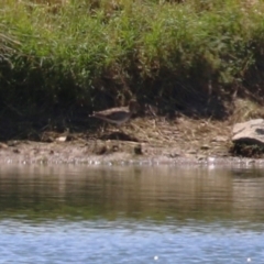 Gallinago hardwickii at Fyshwick Sewerage Treatment Plant - 22 Dec 2023