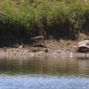 Gallinago hardwickii at Fyshwick Sewerage Treatment Plant - 22 Dec 2023 11:28 AM