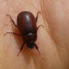 Sericesthis sp. (genus) by arjay