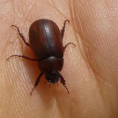 Unidentified Scarab beetle (Scarabaeidae) at QPRC LGA - 13 Dec 2023 by arjay