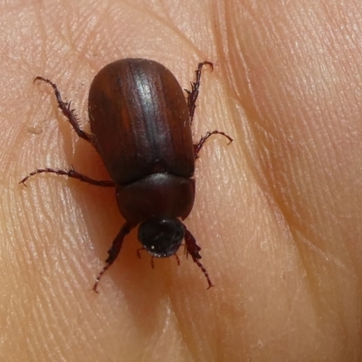 Sericesthis sp. (genus) at Charleys Forest, NSW - 13 Dec 2023 by arjay