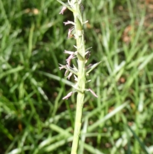 Hemarthria uncinata at QPRC LGA - suppressed