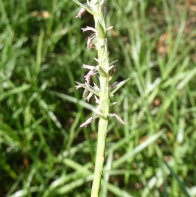 Hemarthria uncinata (Matgrass) at Charleys Forest, NSW - 16 Dec 2023 by arjay