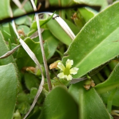 Velleia montana (Mountain Velleia) at Charleys Forest, NSW - 2 Dec 2023 by arjay