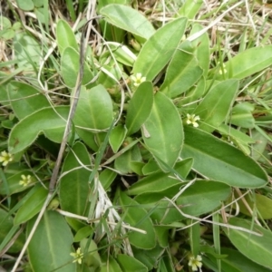 Goodenia montana at QPRC LGA - 2 Dec 2023