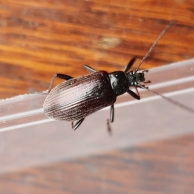 Homotrysis scutellaris (Darkling beetle) at Yass River, NSW - 25 Dec 2023 by SenexRugosus