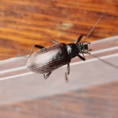 Homotrysis scutellaris (Darkling beetle) at Rugosa - 25 Dec 2023 by SenexRugosus