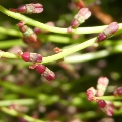 Gonocarpus micranthus subsp. micranthus at QPRC LGA - suppressed