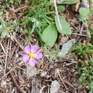 Spergularia rubra at Rugosa - 25 Dec 2023