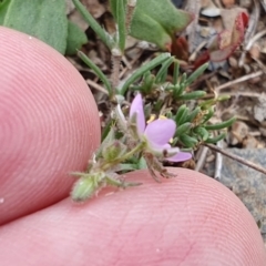 Spergularia rubra at Rugosa - 25 Dec 2023