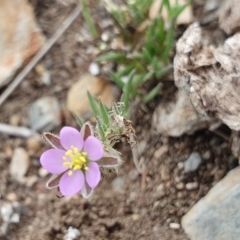 Spergularia rubra at Rugosa - 25 Dec 2023 12:18 PM